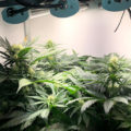 De onzin van het 'luie stoner' stereotype