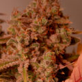 De beste anti-War on Drugs speech ooit