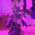 Grootste cannabis & kankeronderzoek ooit
