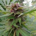 Steentijd Stoners - Hoe onze voorouders high werden (part I)