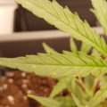 Alain Bollen - Het gedrocht van de Belgische wet inzake cannabis