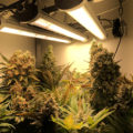 Braziliaanse dealer fopt politie met haan