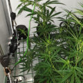 De onzin van het 'luie stoner' stereotype