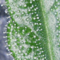 Alain Bollen - Het gedrocht van de Belgische wet inzake cannabis