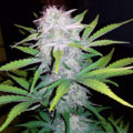 Kweek je eigen elixer met CBD Lemon Potion Auto