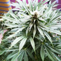 VOC: Toekomst Cannabis Social Clubs