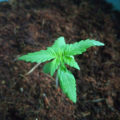 VOC: Toekomst Cannabis Social Clubs