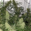 VOC: Toekomst Cannabis Social Clubs