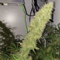VOC: Toekomst Cannabis Social Clubs