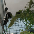 VOC: Toekomst Cannabis Social Clubs