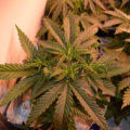 VOC: Toekomst Cannabis Social Clubs