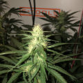 Test van Erik
