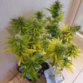 De beste anti-War on Drugs speech ooit