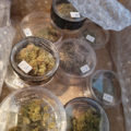 Zalige cannabis Kerst met de sterren ;-)