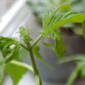 Wat is er met mijn wietplant aan de hand?