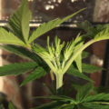 Alain Bollen - Het gedrocht van de Belgische wet inzake cannabis