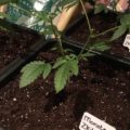 De 11 leukste stoner-videogames
