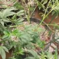 Low Stress Training (LST): zo kweek je enorme wietplanten