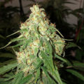 Test van Erik