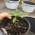 Test van Erik