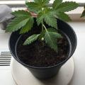 Test van Erik