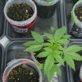 De beste anti-War on Drugs speech ooit