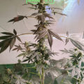 De beste anti-War on Drugs speech ooit