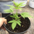 De 11 leukste stoner-videogames