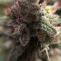Steentijd Stoners - Hoe onze voorouders high werden (part I)