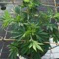 VOC: Toekomst Cannabis Social Clubs