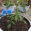 Vette trailer! Snoop & Wiz <i>on the high road</i>