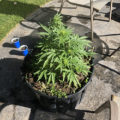 Test van Erik