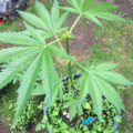Steentijd Stoners - Hoe onze voorouders high werden (part I)