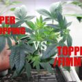 Video: supercroppen en toppen uitgelegd