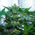 Amnesia Haze brengt je tot energieke en euforische hoogtes