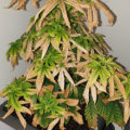 Grootste cannabis & kankeronderzoek ooit