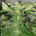 Grootste cannabis & kankeronderzoek ooit
