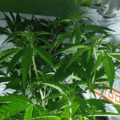 VOC: Toekomst Cannabis Social Clubs