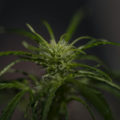 Nog snel een keer oogsten met Mazar Autoflower