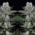 Heerlijk ontspannen met Gorilla CBD