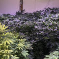 Monsterplanten & Green Crack in Canada