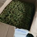 Politie helpt wietknippers Winschoten van 70 kilo af
