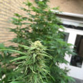 De beste anti-War on Drugs speech ooit
