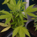 Doe jezelf een lol en hotbox je hoofd