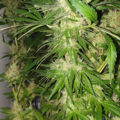 De beste anti-War on Drugs speech ooit