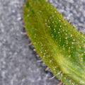 Test van Erik