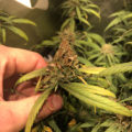 VOC: Toekomst Cannabis Social Clubs