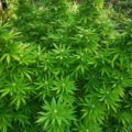 VOC: Toekomst Cannabis Social Clubs
