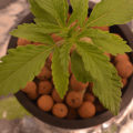 VOC: Toekomst Cannabis Social Clubs
