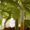 Alain Bollen - Het gedrocht van de Belgische wet inzake cannabis